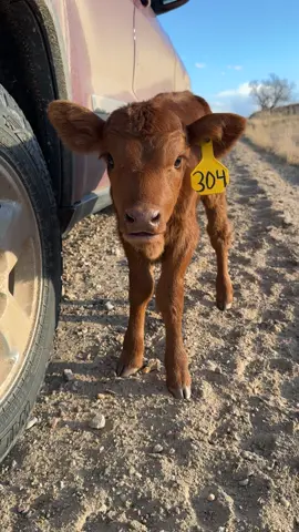 #cow #wyoming 