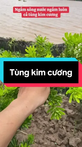 U mê tùng kim cương#vanphucgardenn #bonsaitree #caycanh #bonsai #tungkimcuong #tunglahan 
