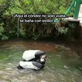 🦅💦 