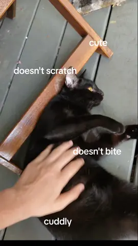 #fyp #viral #funnytiktok #cat #cattok 