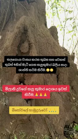 මෙය ශාන්ති කර්මය කීරීම මගින් ඕනෑම කලු කුමාර දෝශයක් ඇති අයට නිට්ටාවට කලු කුමාර දෝශය අයින් කරගත හැක (කලුකුමාර බලිය)තලගොයා වාසය කරන තුබස සහ වෙනත් තුබස් 4 කින් මැටි ගෙන ශාන්ති කර්ම කිරීමෙන් මෙය දුරු වේ 🙏🙏🙏#මලයාලම් #trending #1millionaudition #ගුරුකම් #creatorsearchinsights 