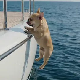 Kind Dolphin #Dolphin #Dog 