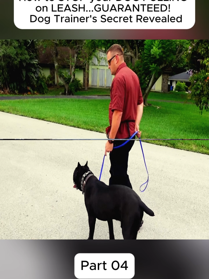 #dog #DogTraining #DIY #trainer #training #gsd