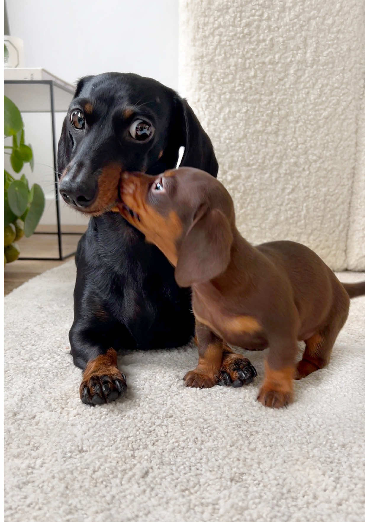 The moment Loulou almost regretted becoming a grandmother.