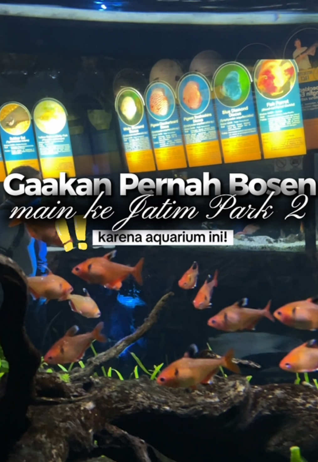 gak akan pernah bosen main ke Jatim Park 2 karena ada aquarium besar yang punya koleksi ikan yg banyak dan gemes gemess ini. aku jadi makin seneng ditambah lagi pas kesininya dapet harga tiket murah #JelajahHepi #jatimpark2 #liburanmalang #liburanbatu #batu #jatimpark #aquariumdate 