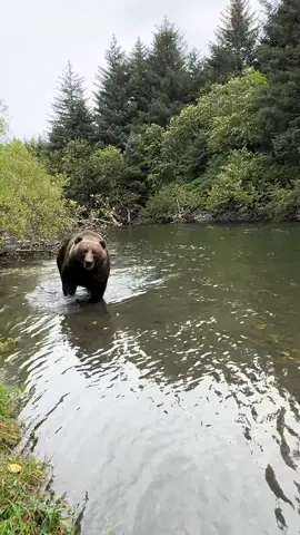 Treasure wildlife #bear #bearsoftiktok #wildlife #wildlifephotography #photography #nature #fyp #travel #adventure #animallover #Hiking #hikingadventures 