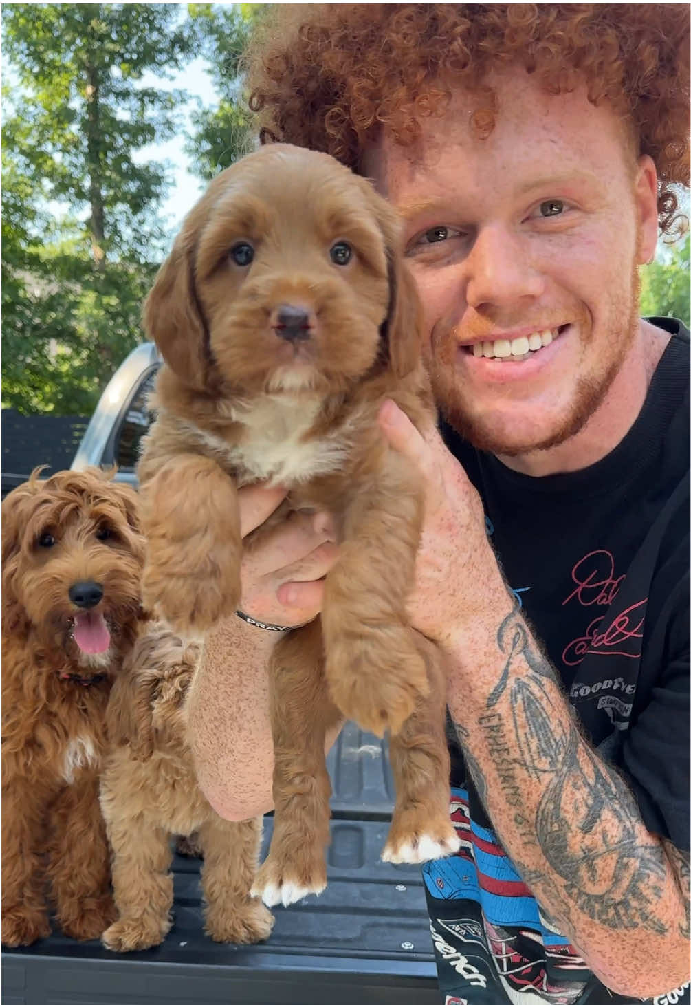 THE PERFECT GOLDENDOODLE #goldendoodle #doodle #puppy