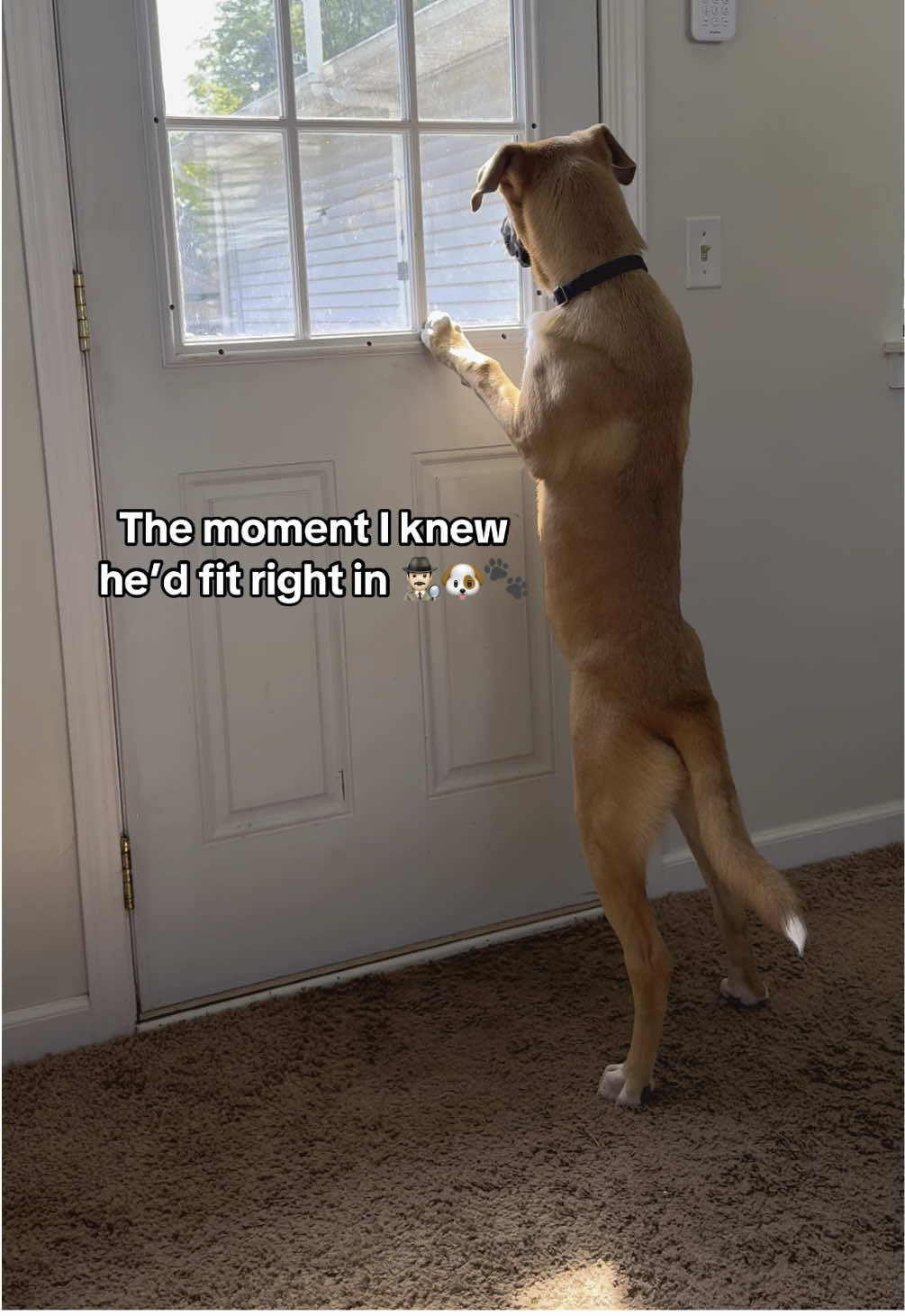 His curiosity passed the vibe check. ✔️ #noseydog #noseyneighbor #newpuppy #rescuedog 