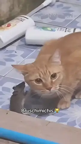 #fyp #funny #parati #gatos #perros #animales #gatostiktok #perrostiktok 
