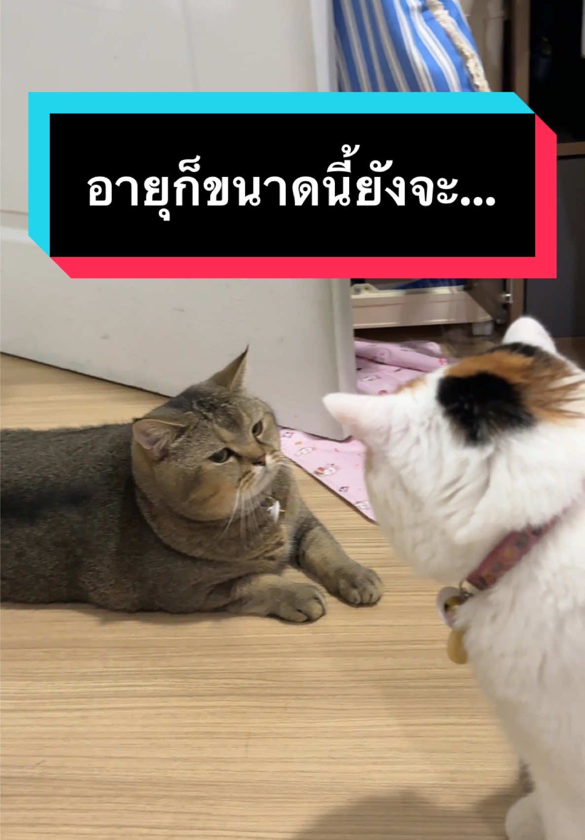 ถ่ายไม่ทันตอนชีเปิดประตูเข้าไปเอง สุดจริงๆ ยัยคนนี้ #มูมินแมวเหนียง #มู้ดดี้แมวแสบ #แมว #แมวน่ารัก #สวนสัตว์tiktok #cat #catoftiktok 