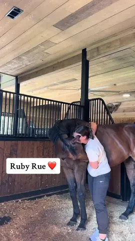 Getting to see your horse that lives 3 hours away >  Love her so so much 🥹❤️  #equestrian #horses #horsesoftiktok 