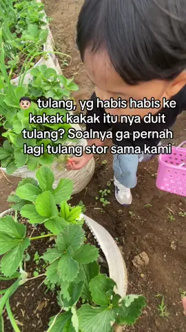 Serius la tulang bilang,jgn mau tulang di paoto oto kakak kakak itu klo gapacar tulangnya  #batakmandailing #tulangbere #pageforyou 
