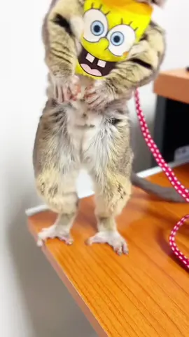 #bushbaby 