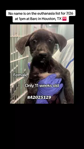 🆘 On the euthanasia list Saturday, 7/26 🆘   ⏰This girl must have a hold no 𝗹𝗮𝘁𝗲𝗿 𝘁𝗵𝗮𝗻 1pm or she will lose her life.🥺 We need pledges and a local foster for a rescue to help.💰🏡 🚩Please do not honor pledges until the post has been updated with rescue information and a freedom picture. Please reach out with any questions or concerns 💗🐶  # A2025129 7/21 stray | lab retriever Mix | female | 11weeks | 9.1lbs | 💜 𝗩𝗼𝗹𝘂𝗻𝘁𝗲𝗲𝗿 𝗡𝗼𝘁𝗲𝘀: We were not able to meet this girl. If you're interested in helping us meet the animals, please message us! 🔹𝗜𝗻𝘁𝗮𝗸𝗲: none 📝 𝗦𝗵𝗲𝗹𝘁𝗲𝗿 𝗡𝗼𝘁𝗲𝘀: Approaching kennel, puppy is in the back corner facing the wall with a cowering body and whaled eyes. I slowly walked in to the kennel in which dog faced me with a tight mouth and whaled eyes directed towards my hand a leash. I moved him closer to me in which she kept flinching and turning back when touching her back. After a few minutes I was able to carry her while she held a tense body. 🚑𝗠𝗲𝗱𝗶𝗰𝗮𝗹 𝗡𝗼𝘁𝗲𝘀: S/O: generalized hairloss on ears, feet, and belly. Skin scrape was nsf. A: dermatitis P: the areas of hairloss do not have crusting. no oral abx at this time. advantage multi was applied upon intake for possible underlying sarcoptic mites 📌 Please contact BARC if you are local and can help! Neither BARC nor the page can assist out of state adoption or foster offers. We are NOT the shelter. 💌 𝗔𝗹𝗹 𝗵𝗼𝗹𝗱𝘀 𝗠𝗨𝗦𝗧 𝗯𝗲 𝗶𝗻 𝘄𝗿𝗶𝘁𝗶𝗻𝗴, 𝘀𝗼 𝗽𝗹𝗲𝗮𝘀𝗲 𝗱𝗼 𝗻𝗼𝘁 𝗖𝗮𝗹𝗹. 𝗜𝗳 𝗟𝗼𝗰𝗮𝗹 𝗮𝗻𝗱 𝗶𝗻𝘁𝗲𝗿𝗲𝘀𝘁𝗲𝗱 𝗶𝗻 𝗙𝗼𝘀𝘁𝗲𝗿𝗶𝗻𝗴 𝗼𝗿 𝗔𝗱𝗼𝗽𝘁𝗶𝗼𝗻, 𝗲𝗺𝗮𝗶𝗹 𝗮𝗹𝗹 𝗯𝗲𝗹𝗼𝘄:  barcfoster@houstontx.gov barcadoptions@houstontx.gov BARC.Aid@houstontx.gov 𝐏𝐥𝐞𝐚𝐬𝐞 𝐮𝐬𝐞 𝐭𝐡𝐞 𝐚𝐧𝐢𝗺𝐚𝐥’𝐬 𝐬𝐞𝐯𝐞𝐧 𝐝𝐢𝐠𝐢𝐭 𝐈𝐃 𝐧𝐮𝗺𝐛𝐞𝐫 𝐰𝐡𝐞𝐧 𝐜𝗼𝐧𝐭𝐚𝐜𝐭𝐢𝐧𝐠 𝐭𝐡𝐞 𝐬𝐡𝐞𝐥𝐭𝐞𝐫. 📍BARC Animal Shelter  3200 Carr St Houston, TX 77026 www.houstontx.gov #fosteringsaveslives #fyp #adoptdontshop #savealife #rescue #urgentshelterdogs 
