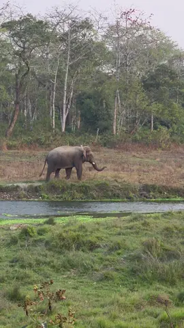 📍 Chitwan National Park! (Wild Elephant Govinda Gaj) #beauty #wildanimals #elephant #jungle #chitwan_muser #chitwannationalpark #sauraha_chitwan🇳🇵 #tourism 