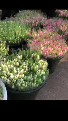 🌷🌷🌷