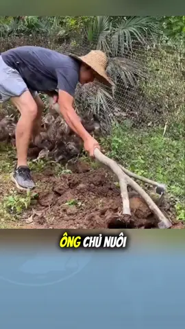 Ôg chủ nuôi vịt bắt giun cho zịt ăn #xuhuong #trending #khampha #giaitri #funny #vuive #viral #douyin 