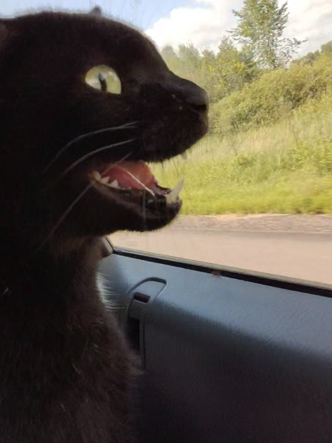 posting my cat Lucifur meowing every until he's famous DAY 1 #Lucifur #cat #blackcat #aura #fyp #foryou 