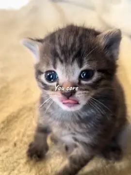 {Its youuuu} #you #youcore #core #kitten #cats #fyp 