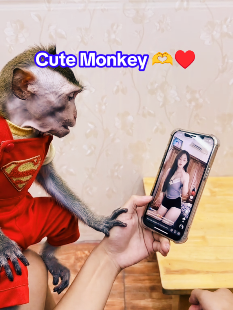 Cute Monkey Reaction 😂 #monkeydluffy #Monkeybaby #Cutemonkey #Babymonkey #Animal #Monkey #monkeylife 