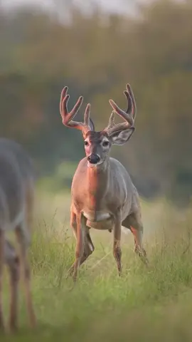 For a brief moment, time stopped. One man. One buck. One relentless stream. 🎥: triple_drop_ranch on IG #meateater #fueledbynature #fyp #velvetbuck #buck #deer #deertok #wildlife