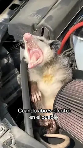 Siempre pasa 
