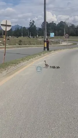 ¡Linda familia! 🦆