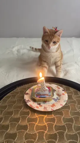 Празднуем! Леве год! #кот #котики #коты #котытиктока #catlover #cat #catsoftiktok 