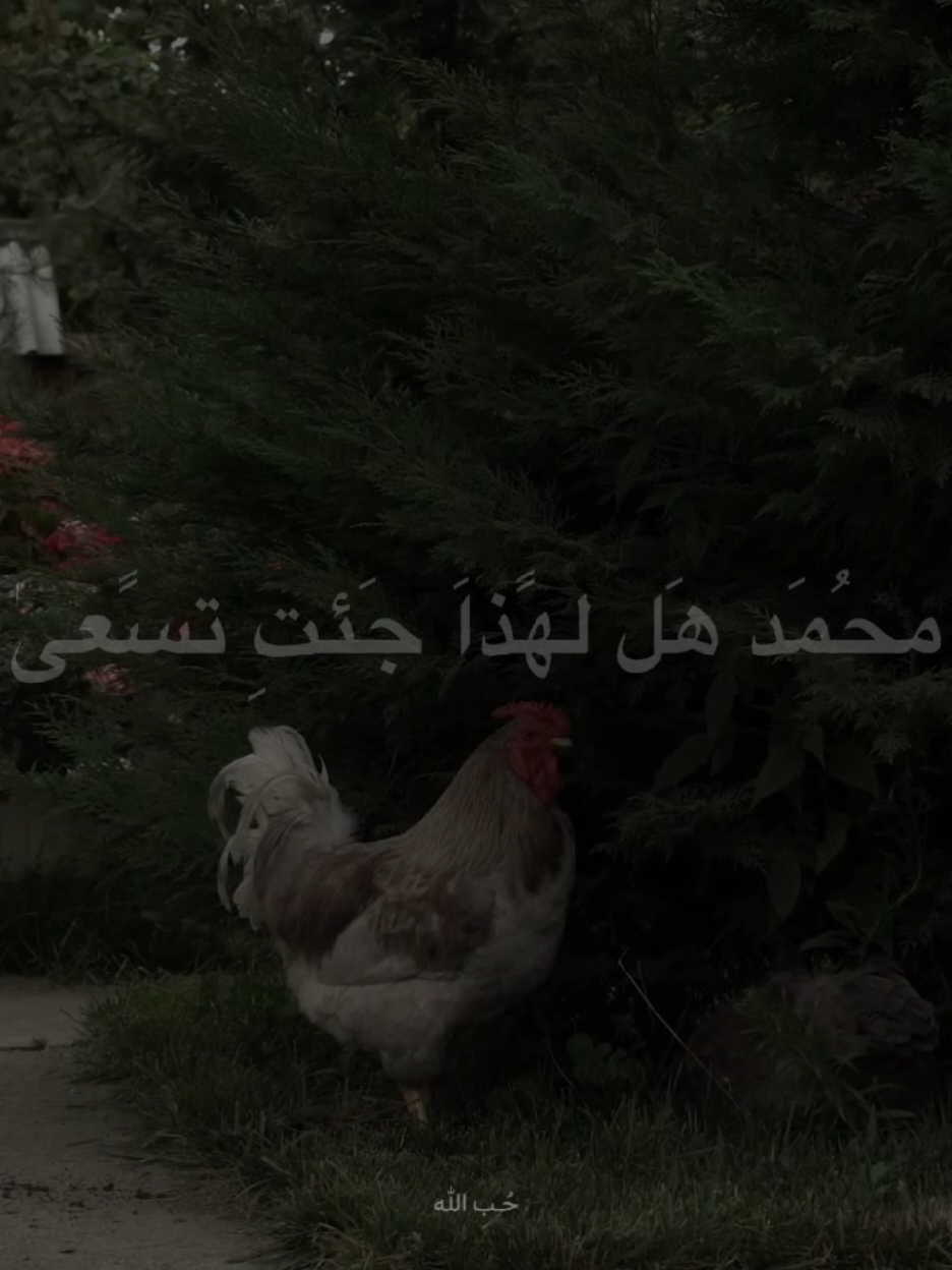 مُحمَد هل لهذا جئت تسعىٰ #الشيخ_احمد_الوائلي  #اكسبلورexplore 