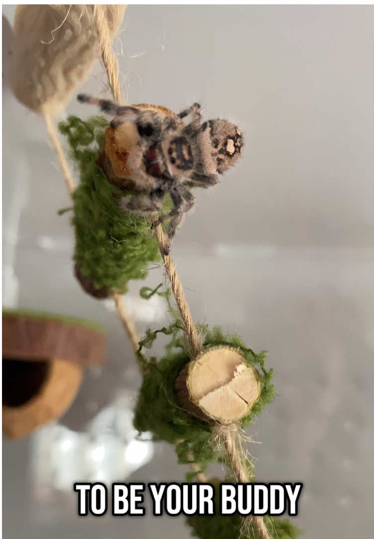 #spidergwen #jumpingspider #regaljumpingspider  I love my new buddy 😭