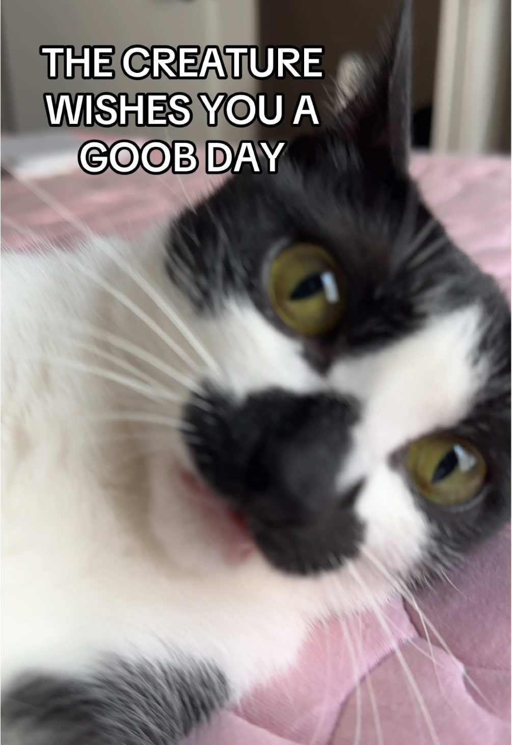 she’s in attack mode but goob hopes you have a goobtastic day today!!    #goob #goobie #meow #meowmeow #silly #sillycat #creature #creaturefeature #terraria #terrariamusic #nostalgia #nostalgic #gamer #funny #funnycat #kitty #funnykitty #catvids #catvideos #tuxie #tuxedocat #blackandwhitecat #mustachecat #meme #memecat #catmemes 