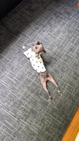Splooting hairless chihuahua 🐕 #chihuahuas #tinydogs #sploot #hairlesschihuahua #funnydogs 