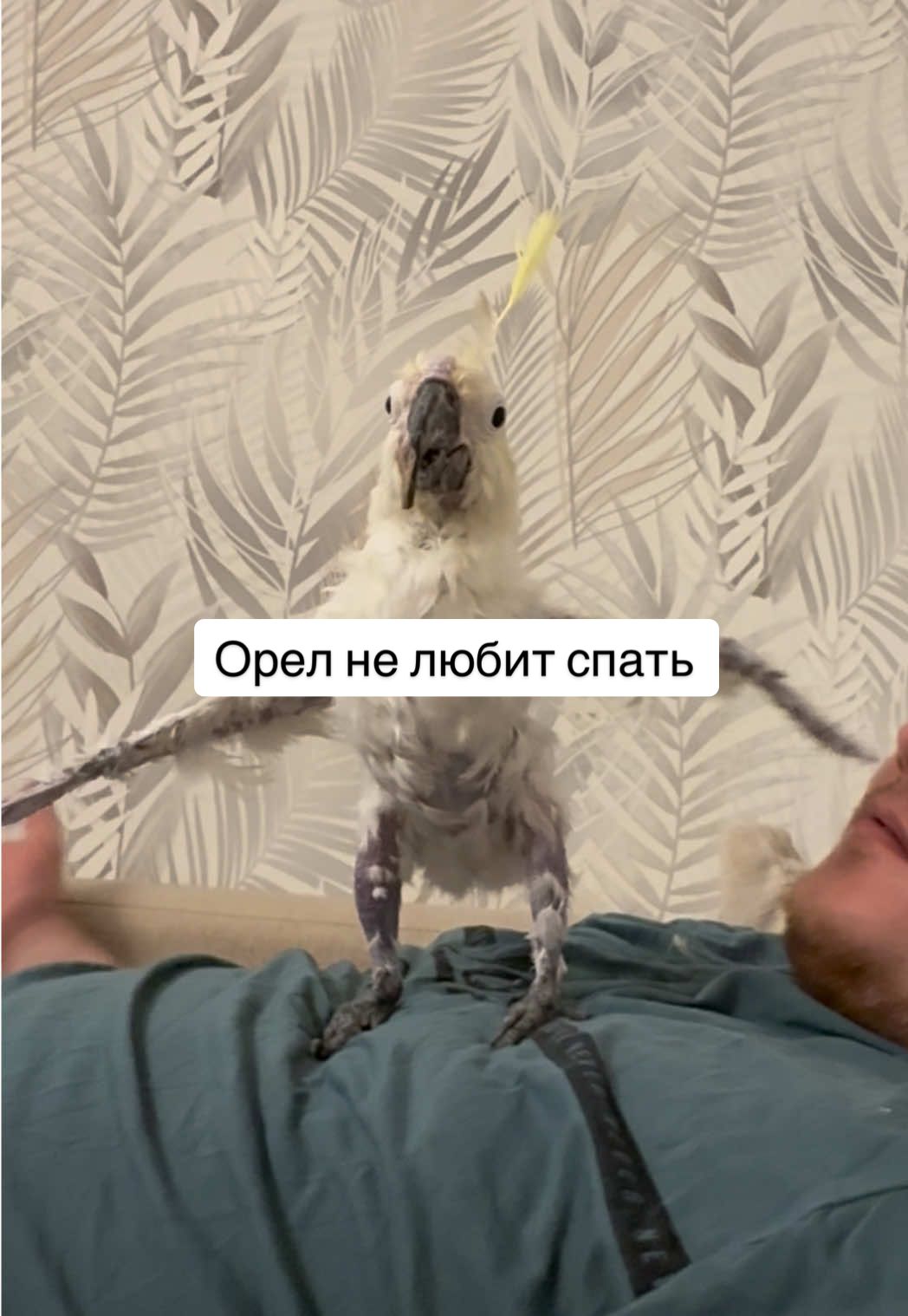 Лёша пришел уставший с работы и хотел поспать, но орел уже тут как тут 🤣
