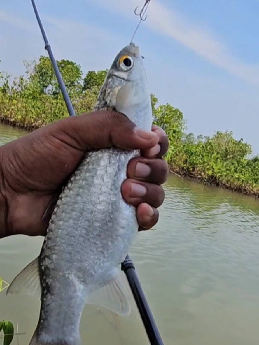 Mancing Belanak Spot Tambak Jebol Sunter Pekalongan #Umpan_Belanak_Siap_Pakai_Hendra_Angler 