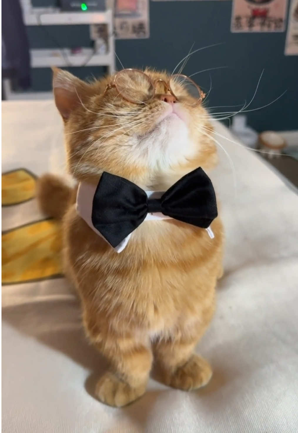 😎#cat #pet #catlover #cattok #cattok #fyp #catlife #cathairstyle 