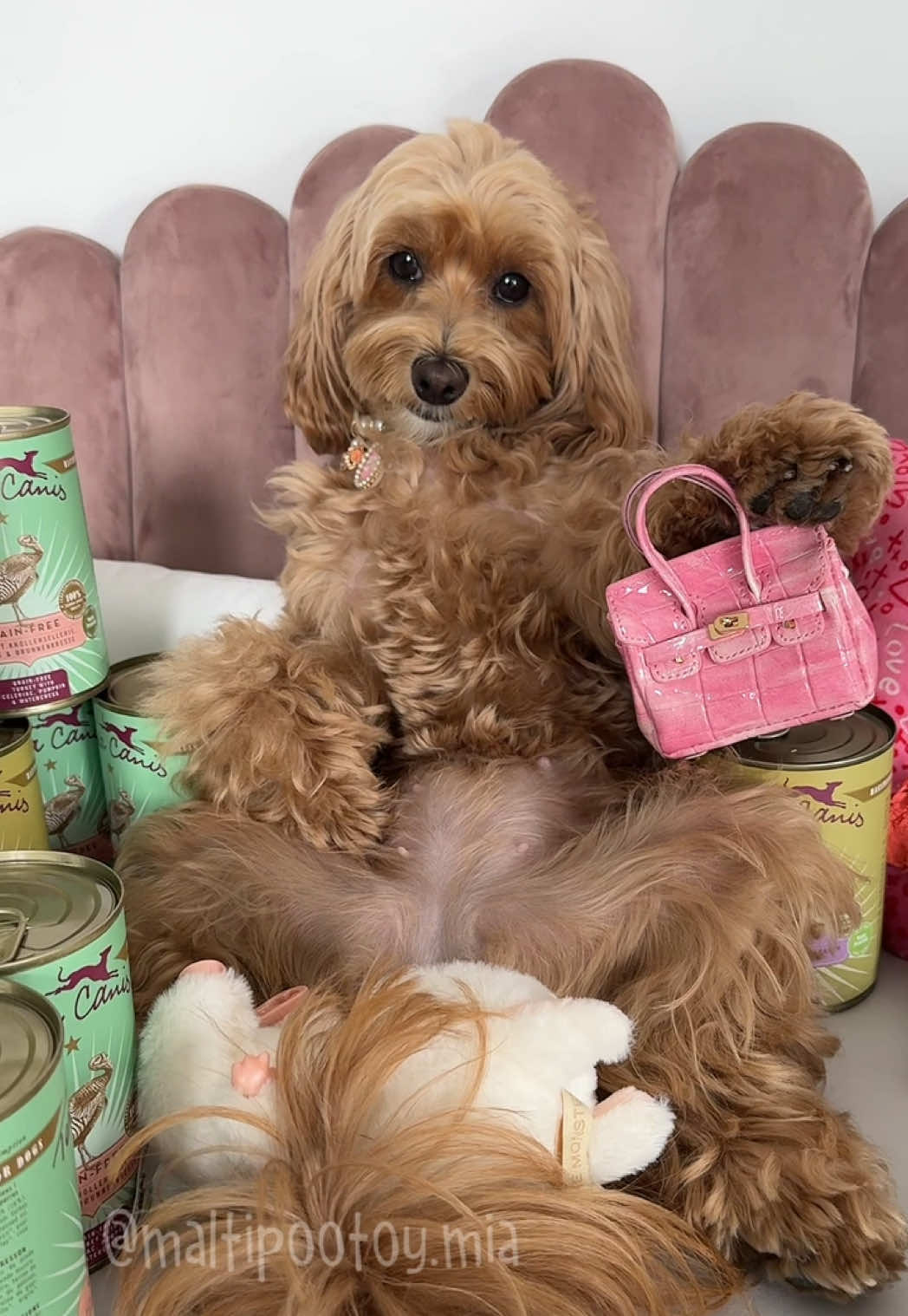 #maltipoo #doggo 