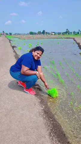 #fyp #tamiltiktok #viral #tamilduetsong #sekinchanpaddyfield🌾🌾 #sorgameendralum 