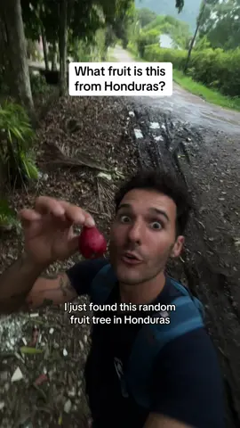 Picking fruit I can’t pronounce from a tree in Honduras — what is it? #backpackingcentralamerica #backpackinglife #honduras504 #hondurastiktok #hondurastravel 