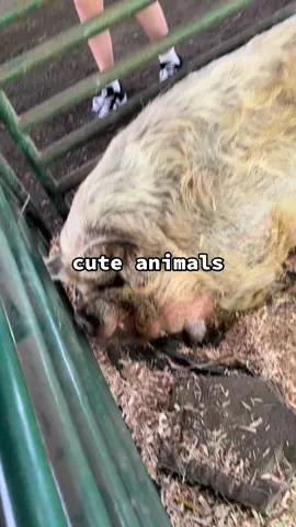 i love animals