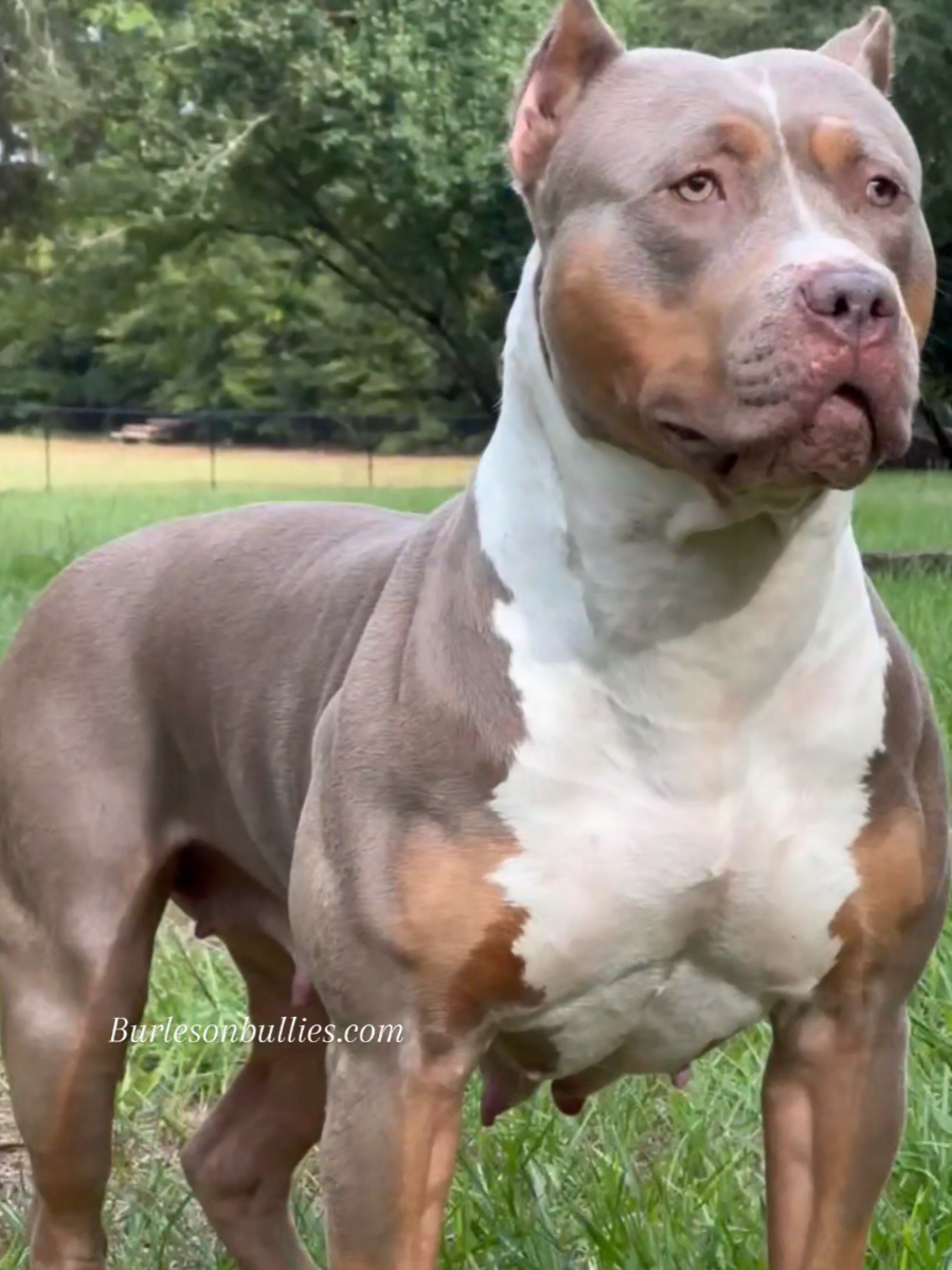 Mmmm, She's BAD 🫠🔥🦍 Burleson's OCEAN is THE TRUTH. BEST FEMALE IN TEXAS. PROVE ME WRONG, ILL WAIT 😎 🐾🐾 We Don't Find Homes for new Dogs...We Match Perfect Homes for Perfect Pups 😊 www.Burlesonbullies.com 🐾🐾 #BurlesonBullies #GotTex #FckSloppy #GotBurleson #USA 