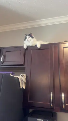Always has his eye on me🤣#ragdollcat #sneaky #sillykitty #catsoftiktok 
