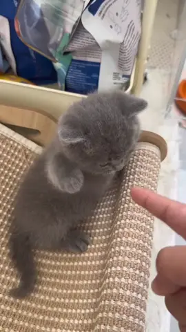 So cute #cat #cats #pet #pets #meow #kitten #kitty #kittycat #kucing #kucinggemoy #kucingoren #kucinglucu #kucingtiktok #catsoftiktok #PetsOfTikTok #catlover #petlover #cattok #fyp #fypage #fyppppppppppppppppppppppp #viral #foryou #foryoupage #tiktok #cute #cutecat #adorable #comel #lucu #Love #lovely #funny #babycat #anakkucing 