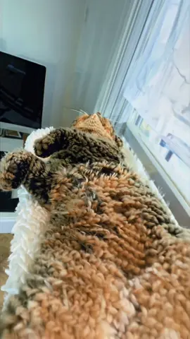 Legendary crochet cat nap #cutecat #kucing #猫 #kitty #nap #nap 