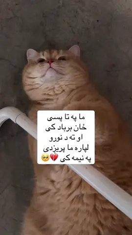#پشتون_تاجیک_هزاره_ازبک_زنده_باد🇦🇫 #faryuopage 