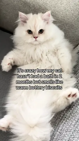 what’s making them smell so good?  #catsoftiktok #fyp #cat #cattok 