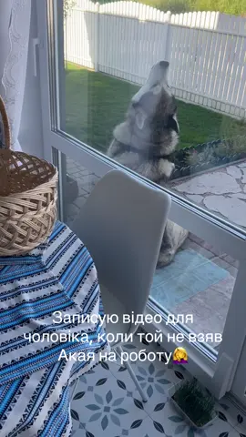 #маламут 