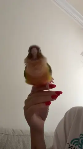 Imma be spreading my wings & shiii  #pet #parrot #greencheekconure #funnybirds #dancingbird #PiñaBird #birdtok🦜 