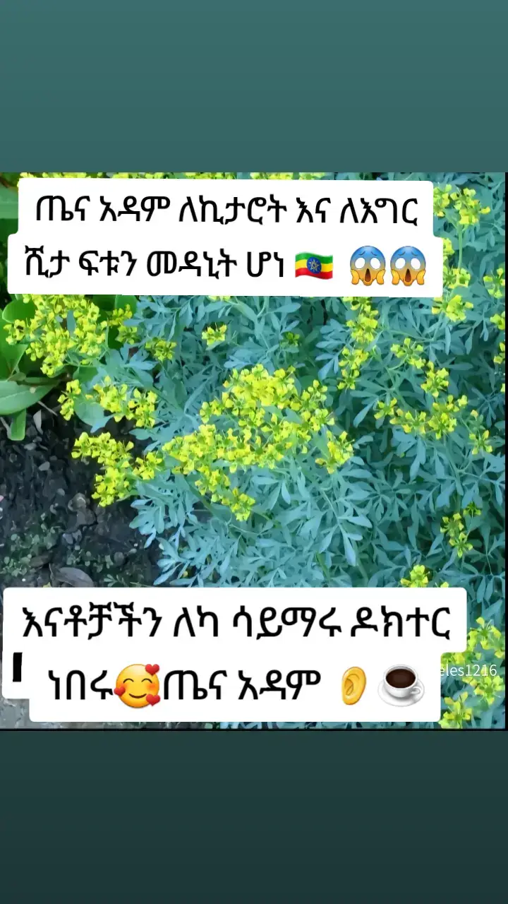 ጤና አዳም ለኪታሮት እና ለእግር ሺታ ፍቱን መዳኒት ሆነ 🇪🇹  😱😱