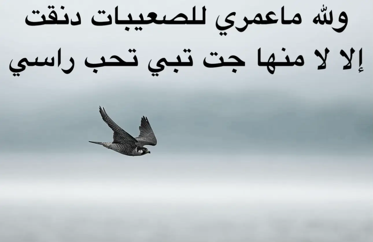 #مجرد________ذووووووق🎶🎵💞 #اكسلبور #بوح #🇸🇦 