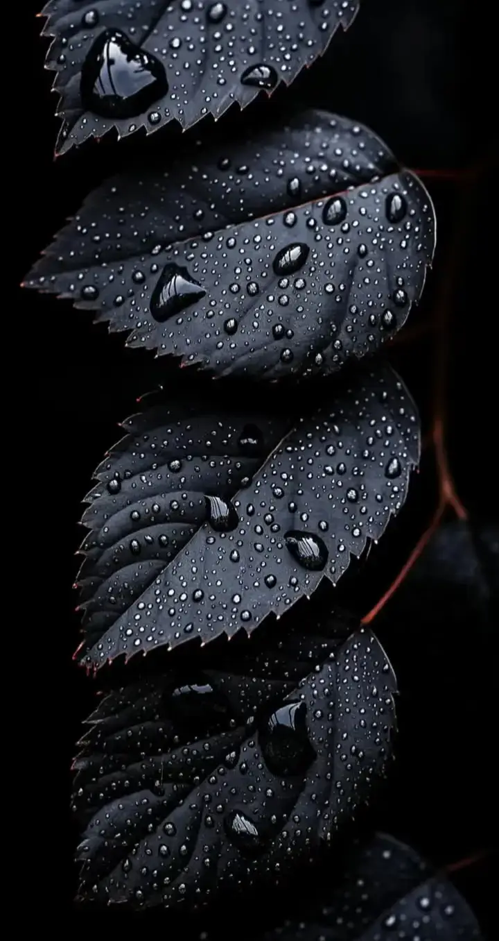 darkness beauty wallpapers black 🖤  #wallpaper #4k #inspiration #black 
